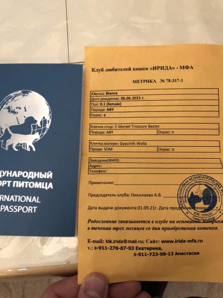 Продам Абиссинскую кису в Пушкине фото 4