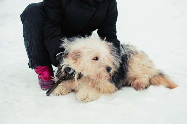 Небольшая собака в добрые руки в Саранске фото 5