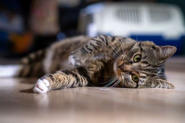 Вальяжный Боб в Москве фото 12