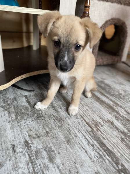 Трогательный щенок от маленькой собачки в Санкт-Петербурге фото 16