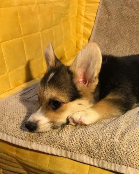 Welsh corgi pemproke в Москве фото 4