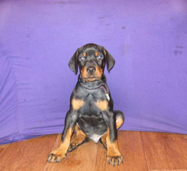 Продам щенков добермана -.кобели ч/п в Хабаровске фото 8