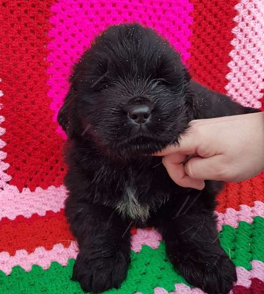 Ньюфаундленды красивенные щеночки в продаже