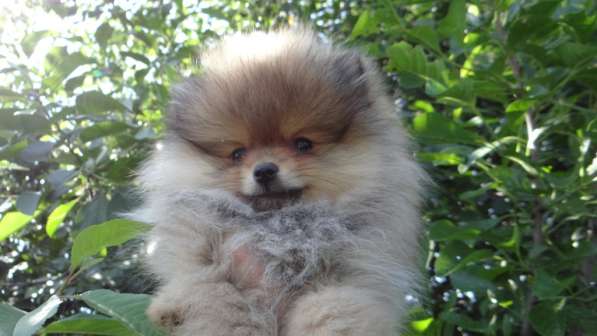 Щенок померанского шпица- микро - медвежонок в фото 8