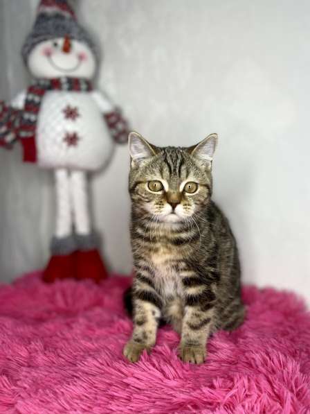 Британские короткошёрстные котята в Казани фото 7