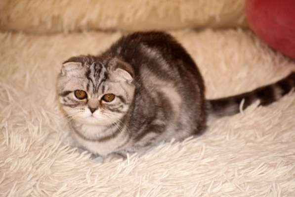 Британские котята элитных кровей в Санкт-Петербурге фото 10