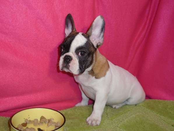 Французский бульдог высокопородные щенки в Люберцы фото 12