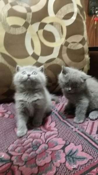 Котята в фото 9
