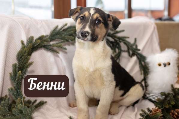 Шоколадные и другие щенки — от лабрадора и овчарки ищут дом в Москве фото 12