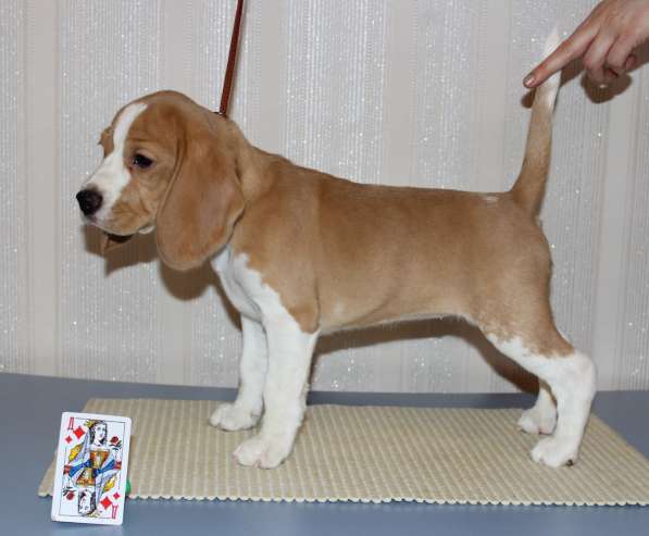 Щенки бигля