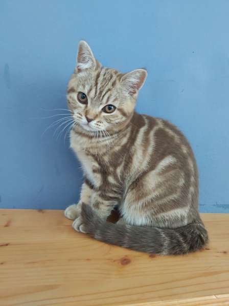 Милый котёнок шотландец с прямыми ушками (девочка) в фото 15