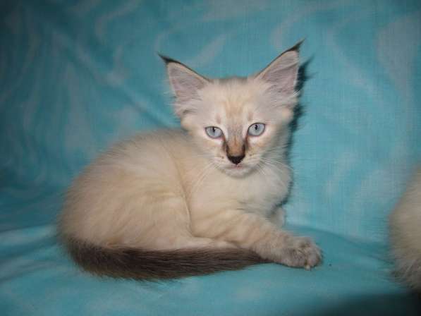 Тайские котята в Краснодаре фото 9