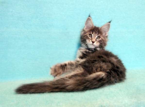 Кошечка мейн-кун из питомнника в Казани фото 29