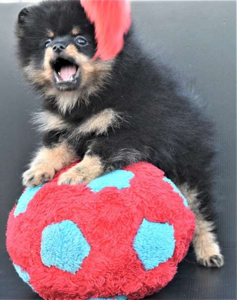 Красавчик в Москве фото 15