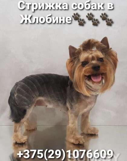 Стрижка собак