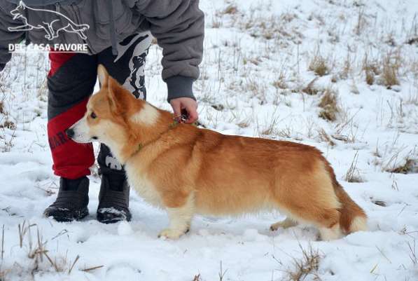 Подрощеный кобель Вельш Корги Пемброк в фото 17