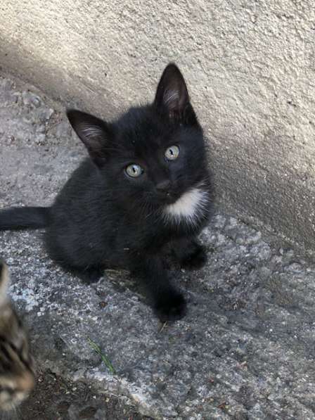 Очаровательные трогательные крохи-котята ищут дом в Москве фото 6