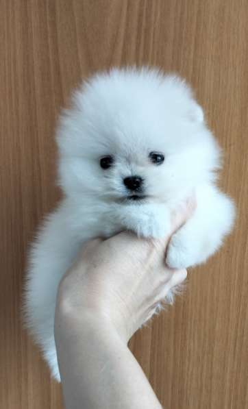 Померанский шпиц. Мини в фото 6