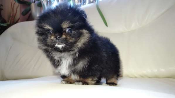 Щенок померанского шпица- микро - медвежонок в фото 36