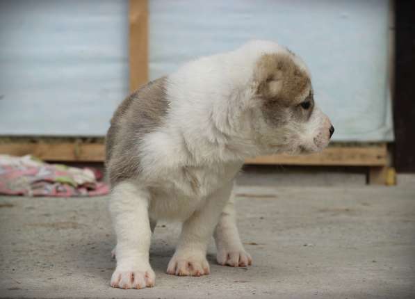 Щенок Среднеазиатской овчарки в Новосибирске фото 17