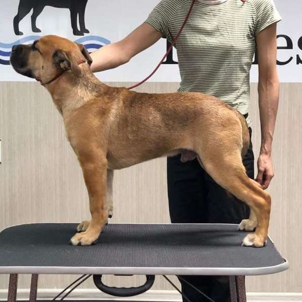 Щенок Ка Де Бо (майорский мастиф) в Москве фото 4