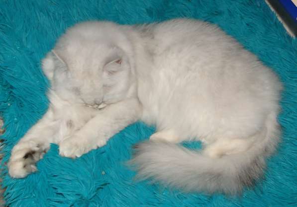 Добрый, нежный, ласковы, пушистый шотландский котик в Уфе фото 10