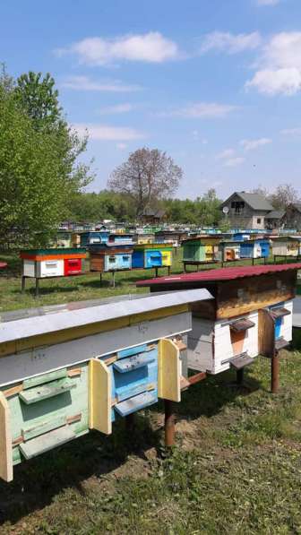 Фермерское Хозяйство Реализует Пчелопакеты Карника, карпатка в фото 3