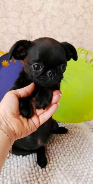 Пти-брабансон миниатюрная девочка