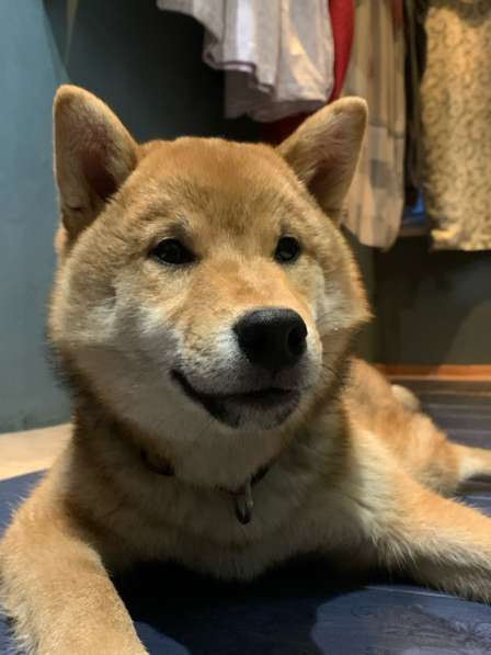 Щенок сиба ину в Москве фото 3