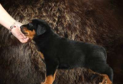 Щенки босерона (французской овчарки) в Москве фото 8