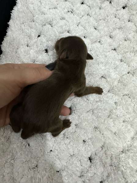 Йоркшерский терьер в Сарове фото 5