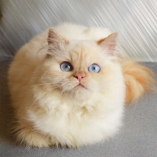 Персидский котёнок, котята персы в Нижнем Новгороде фото 3