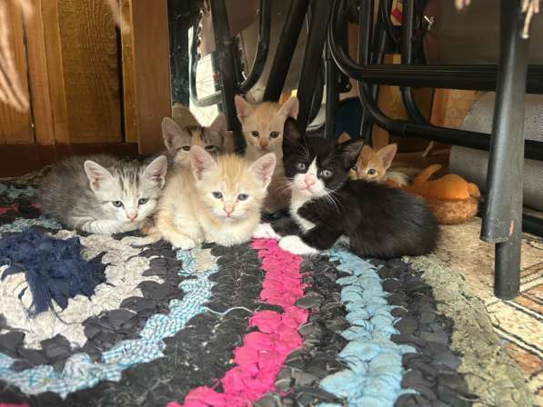 Котята в Тюмени