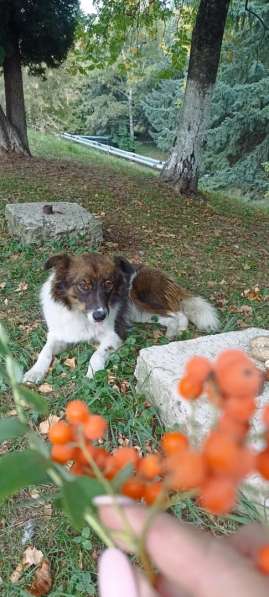 Маленькая идеальная собачка в Санкт-Петербурге фото 14