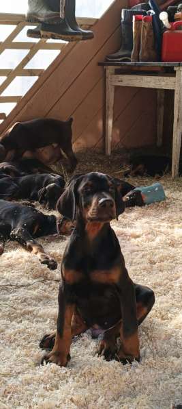 Щенки добермана от титулованных родителей