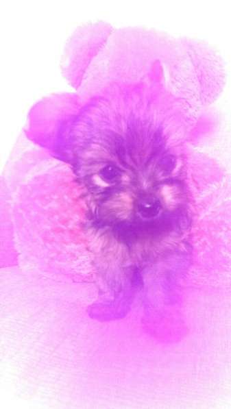 щенки Йорка в Санкт-Петербурге