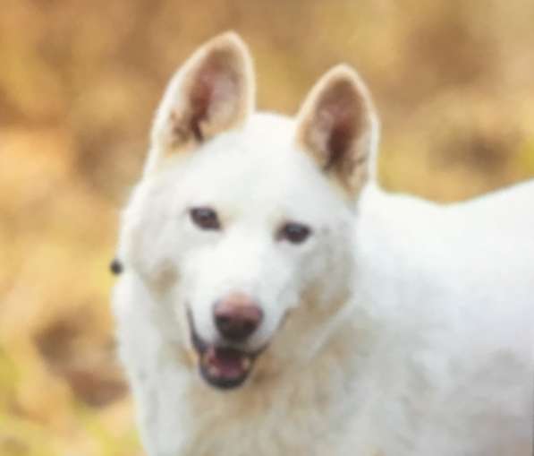 Лета ищет дом и любимую семью в Москве фото 3