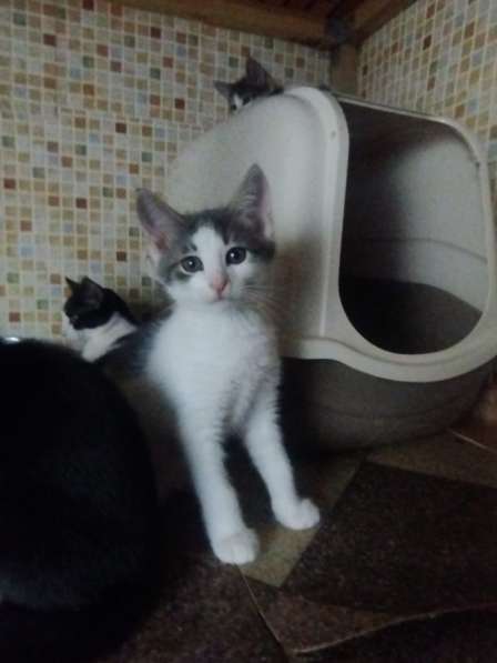 Отдам в добрые руки ! в Москве фото 4