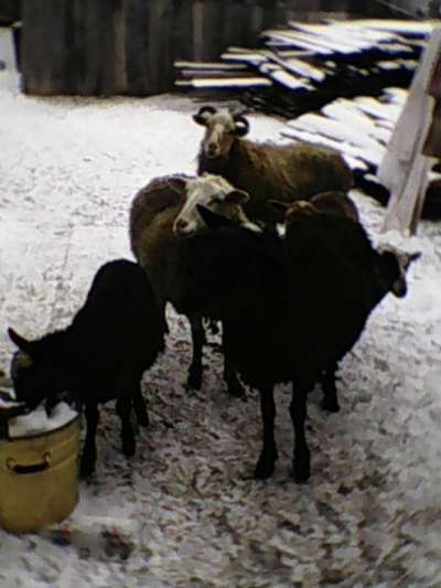 продаются овцы в Тюмени