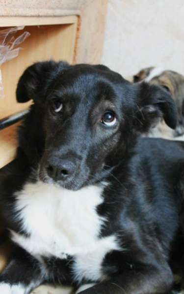 Отдам даром Моника - робкая, застенчивая собака в Санкт-Петербурге фото 3