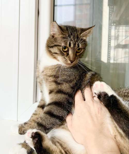 Молоденький полосатый котик Арчи в добрые руки в Москве фото 6