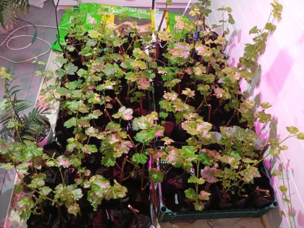 Саженцы винограда Южного Подмосковья в Чехове фото 12