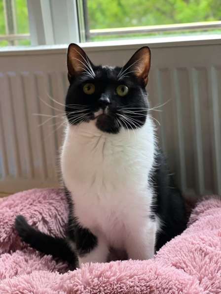 Красивая кошечка в добрые руки в Москве фото 3