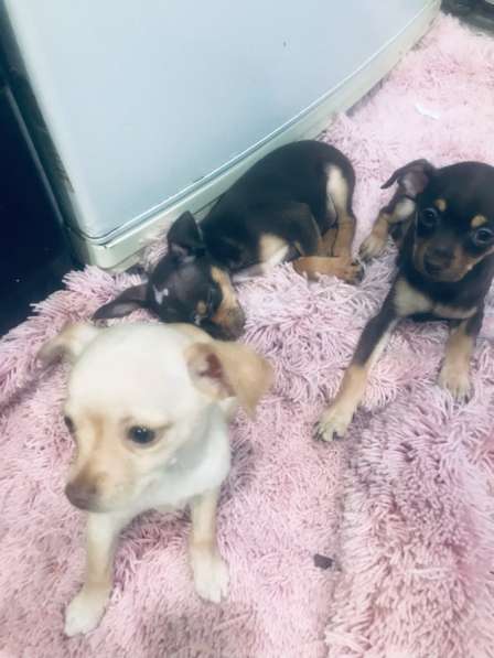 Русский тойчики в Краснодаре