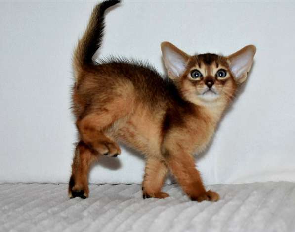 Абиссинские котята в Москве фото 17
