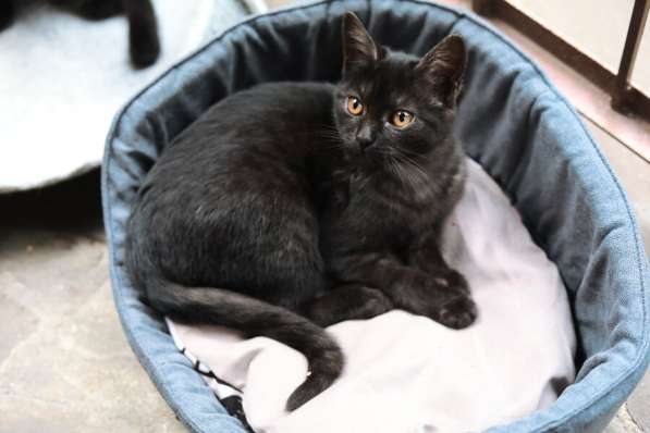 Ищут дом 2 чудесных котенка в Москве фото 9