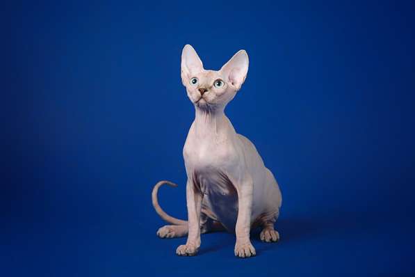 Питомник канадских сфинксов, эльфов, бамбино в Самаре фото 13