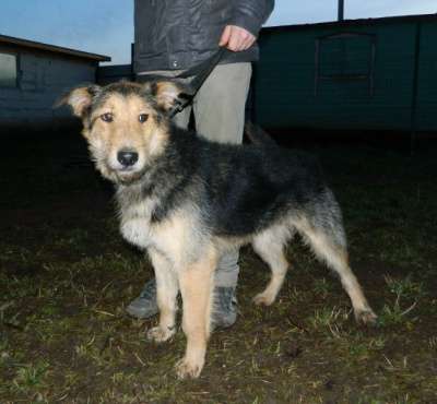 Отдам даром Активный пес Вжик ищет дом.