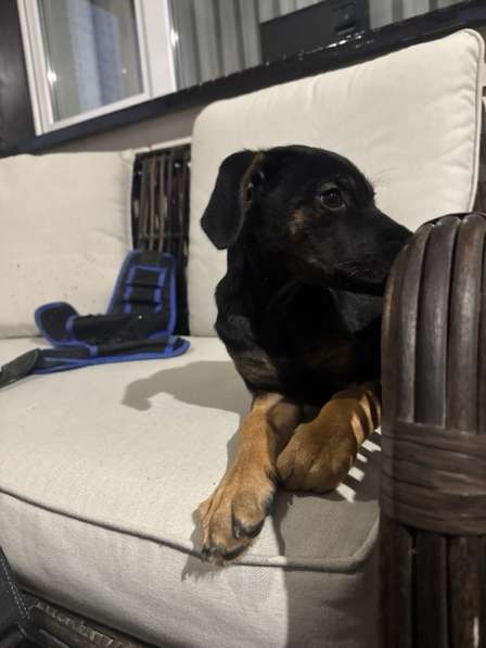 Щенок в Волгодонске