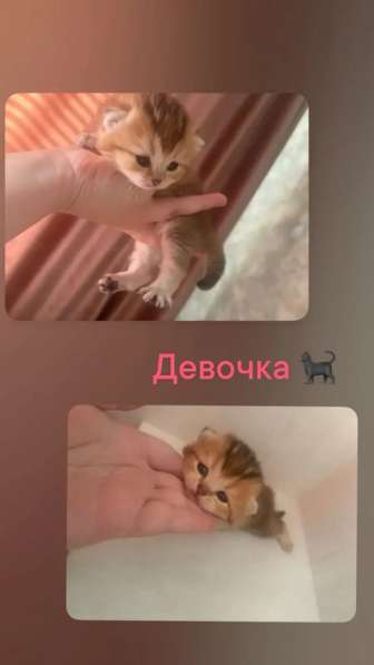 Котята шиншилы в Михайловке фото 5